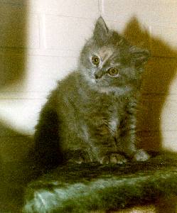 Bestseller Amore Miau