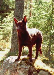 &Auml;ssien &Auml;ss&auml;