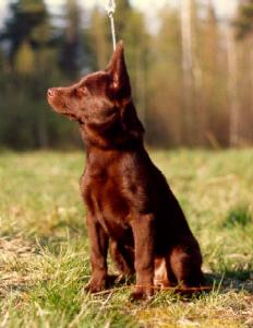 kelpie
