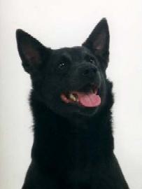 Inghall's Blue Exellenth