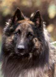 Jerom van de Hoge Laer