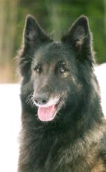 Zoetje Sabine di Scottatura