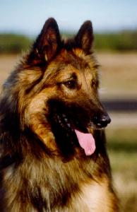 Emir du Clan des Toison's d'Or