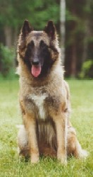 Olive van de Hoge Laer