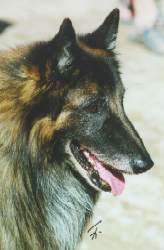 Goya du Parc de Pathyvel