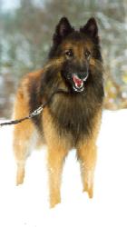 Idylle de la Fureur du Crepuscule